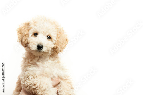 beige poodle puppy on a white background