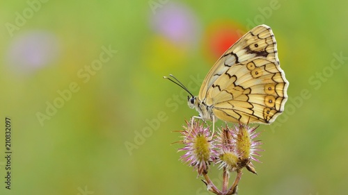 Melanargia larissa 36