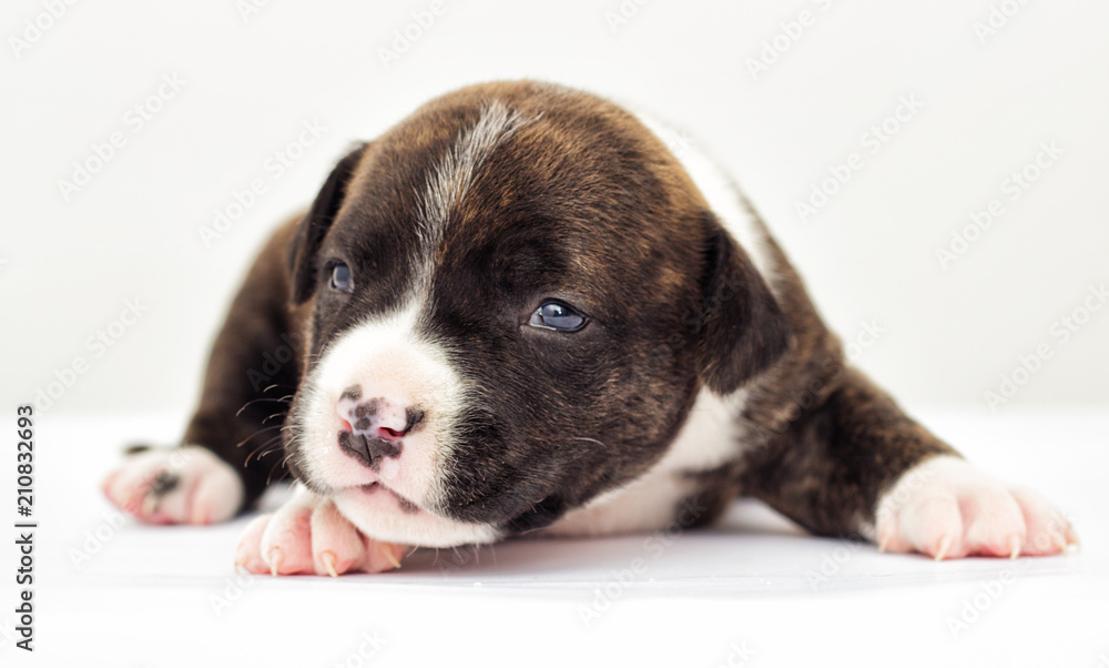 little puppy on a white background little puppy on a white background