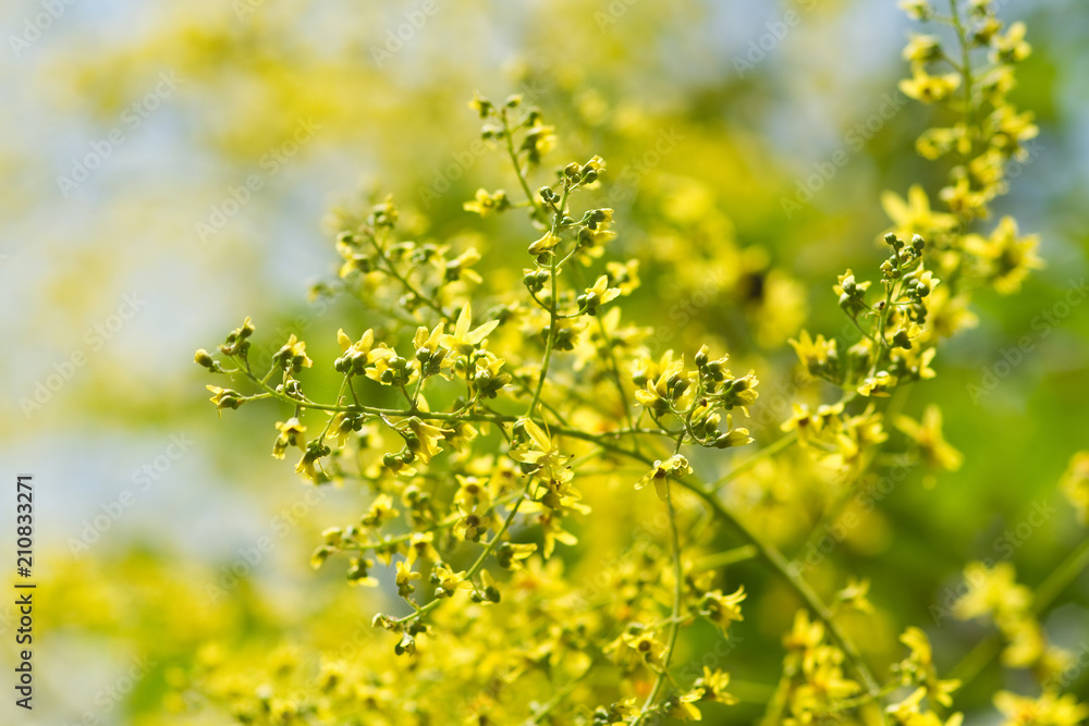 Gelbe Blüten der Blasenesche Gelbe Blüten der Blasenesche
