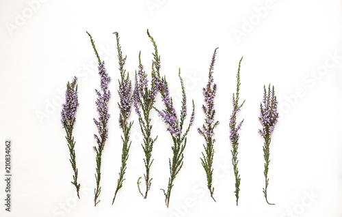 Branches of heather with violet flowers on a light background