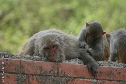 Kathamandu Nepal  photo