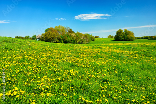 Meadow full of Dandelion Flowers in Spring Landscape under Blue Sky