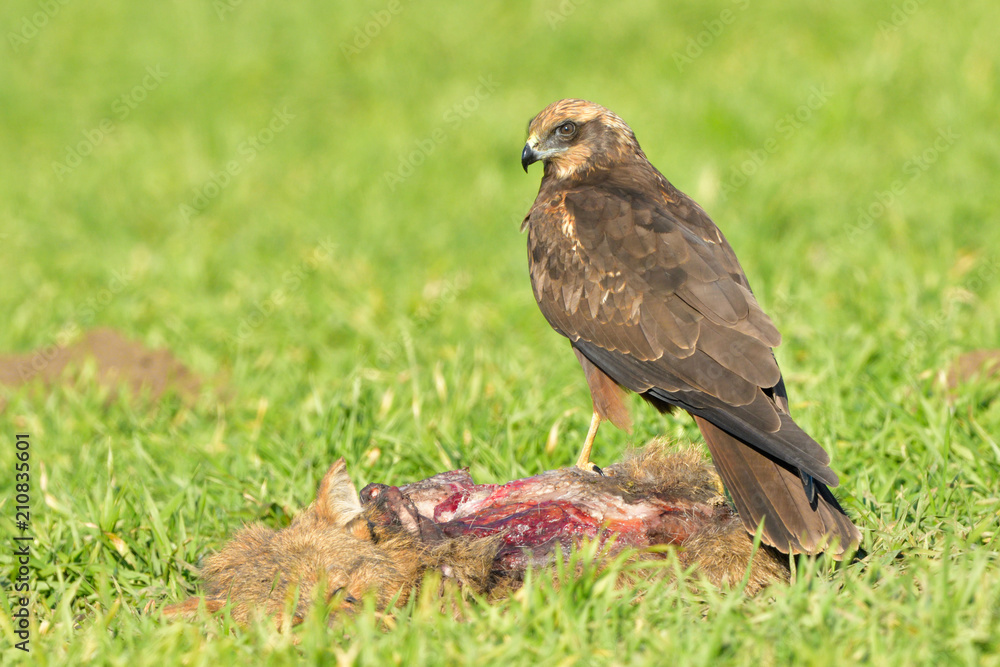 Marsh harrier (Circus aeruginosus) Marsh harrier (Circus aeruginosus)