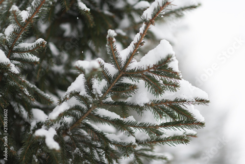 Winter background, close up of frosted pine branch on a snowing day
