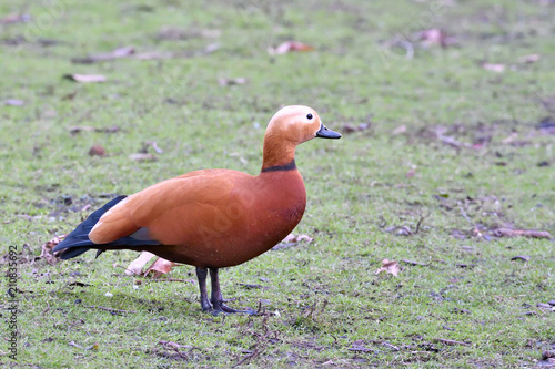 Ruddy Shelduck in springtime photo