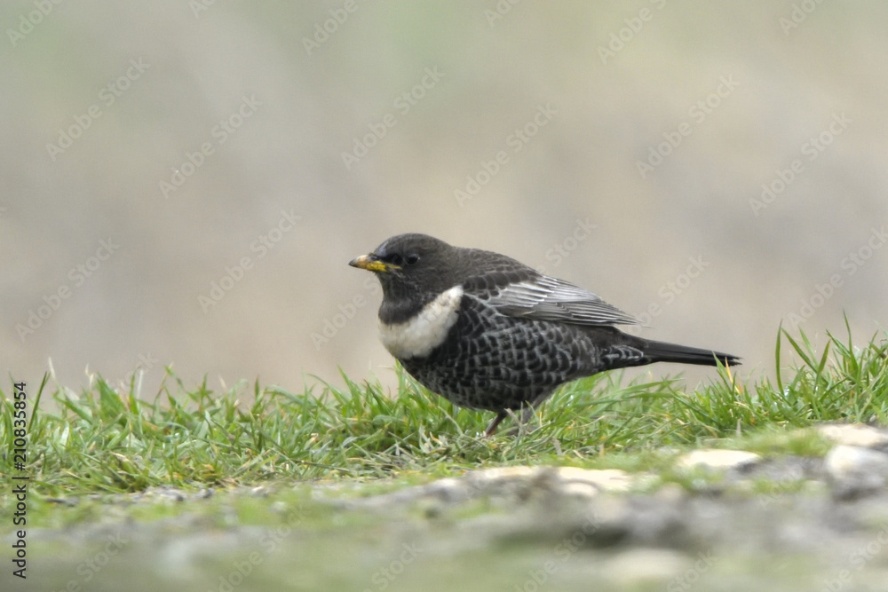 Ring Ouzel on the ground Ring Ouzel on the ground
