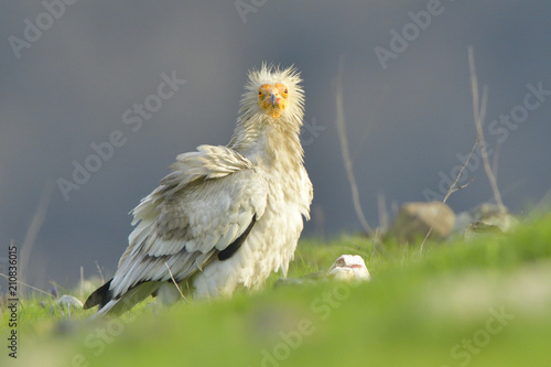 Obraz na plátně Egyptian Vulture on the ground