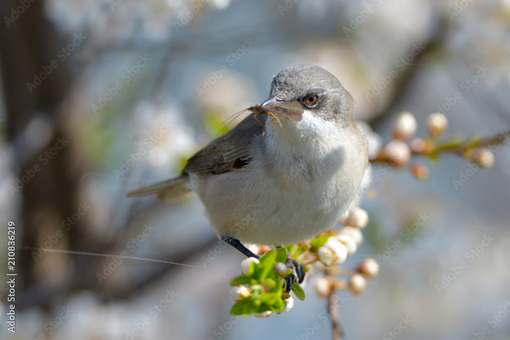 Naklejka premium Lesser whitethroat on a tree
