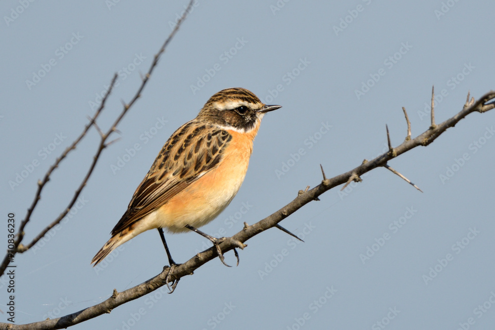 Whinchat (Saxicola rubetra) Whinchat (Saxicola rubetra)