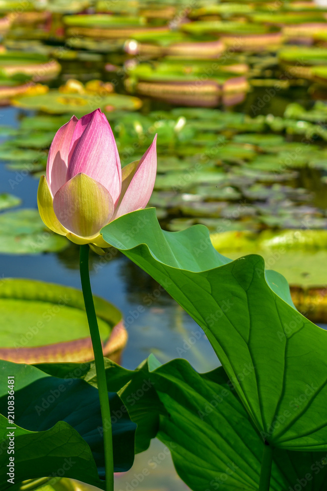 Beautiful waterlilly on the lake in summer time