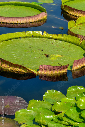 beautiful waterlilly leaf on the lake