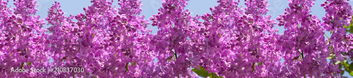 header springtime bunches of lilac blossoms on branches