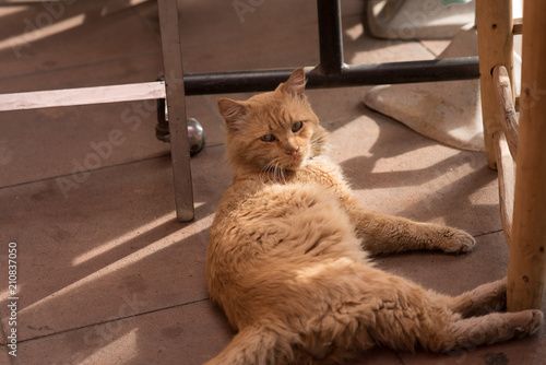 cat in the street in Marrakech, Marruecos photo