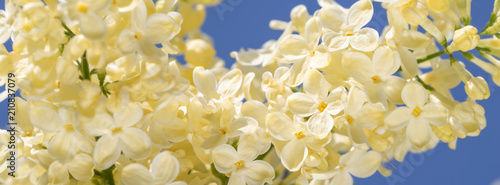 springtime  of a blossoming yellow lilac.