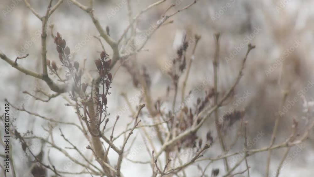 snowflakes fall on a dried tree in the beginning of winter. snowfall in late autumn. cold and windy weather with precipitation snowflakes fall on a dried tree in the beginning of winter. snowfall in late autumn. cold and windy weather with precipitation