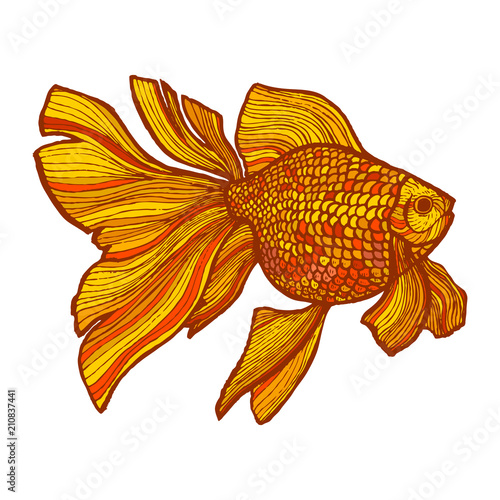 Colored Goldfish in Hand-Drawn Style