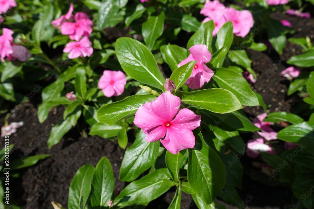 Pink flowers of Catharanthus roseus in May
