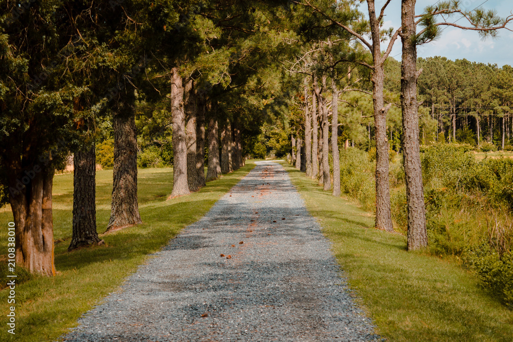 Road down a wooded path in Virginia