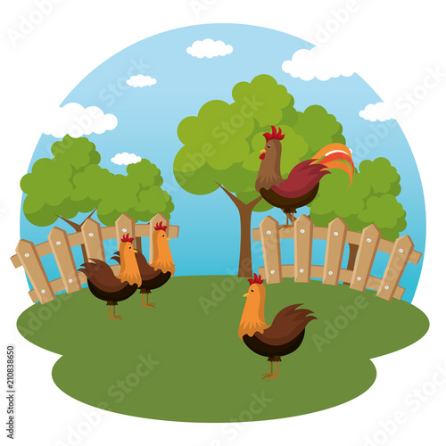 roosters in the farm scene vector illustration design