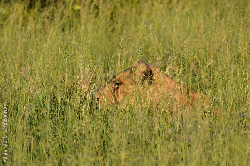 Lion on the Hunt Lion on the Hunt