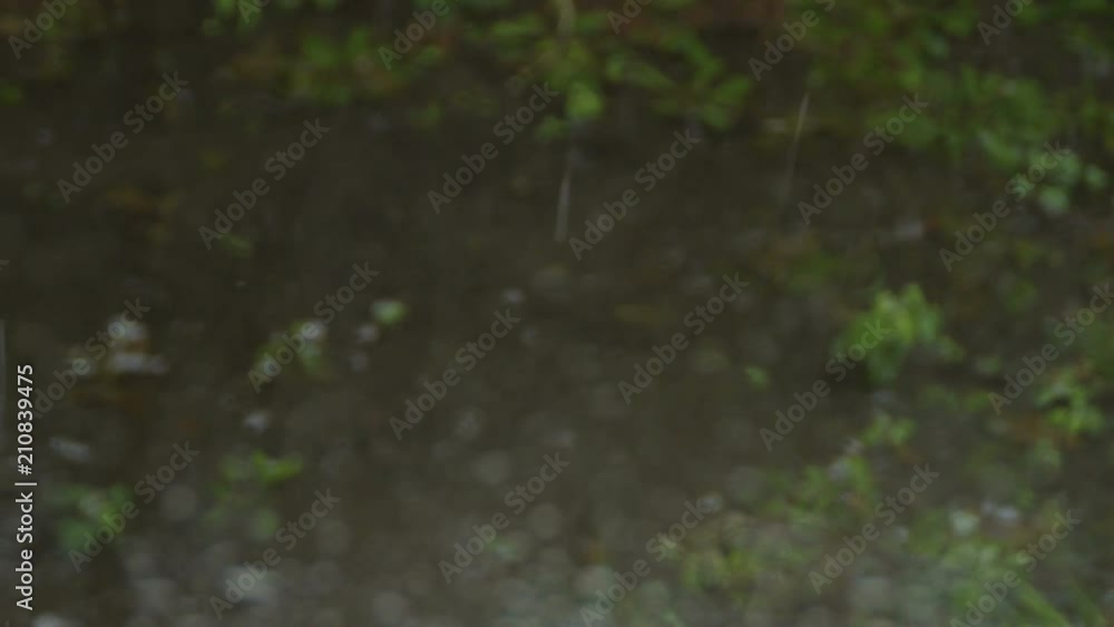 Rain Falls In to Puddle and drops on the window Rain Falls In to Puddle and drops on the window
