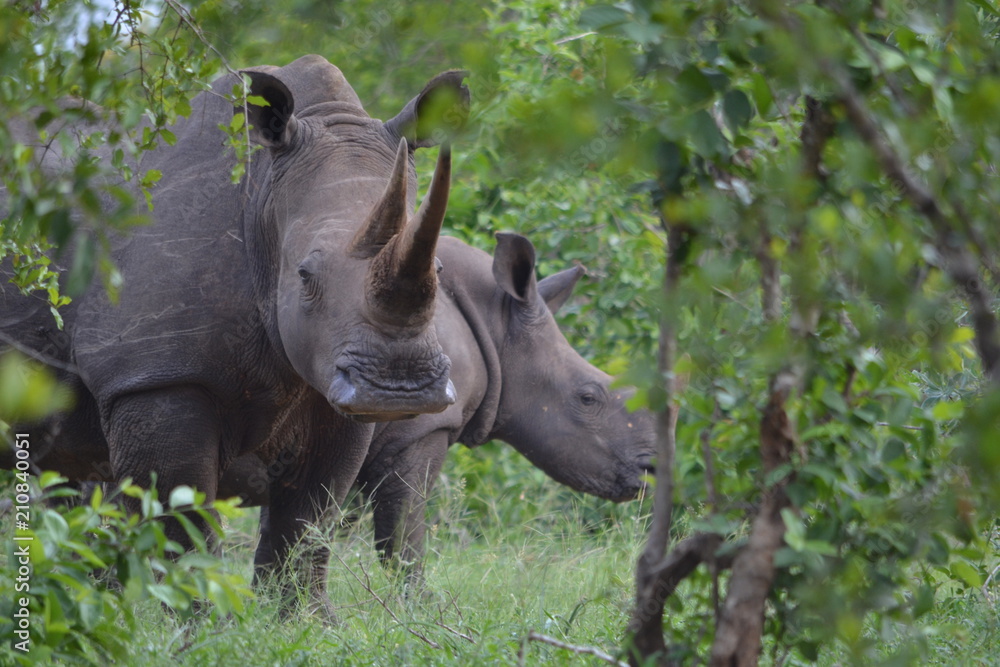 Fototapeta premium Rhino Mother and Calf