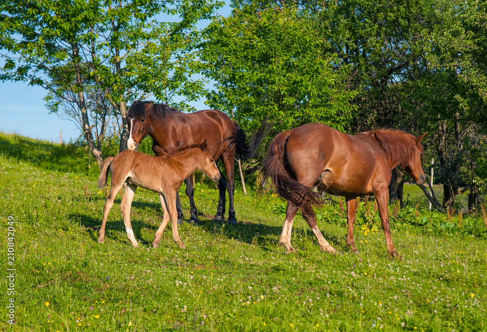 Grazing mother horse with foal at high-land pasture at Carpathian Mountains in rays of sunset. Picture of summer pasture on a background of mountains. Grazing mother horse with foal at high-land pasture at Carpathian Mountains in rays of sunset. Picture of summer pasture on a background of mountains.