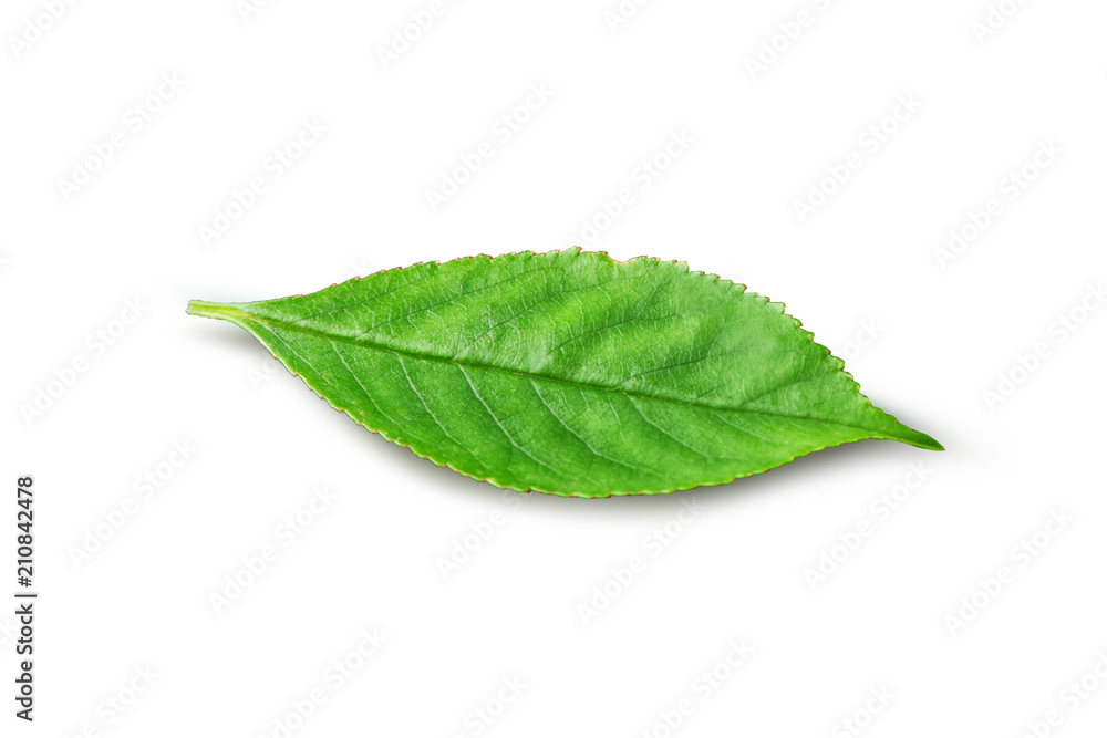Cherry leaves, cherry leaf on a branch on a white background. Cherry leaf isolated Cherry leaves, cherry leaf on a branch on a white background. Cherry leaf isolated