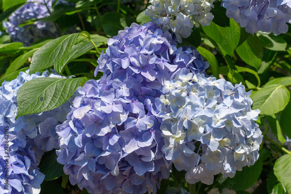 Hydrangea flower.Shot in Japan.close-up.People are not shown. Hydrangea flower.Shot in Japan.close-up.People are not shown.