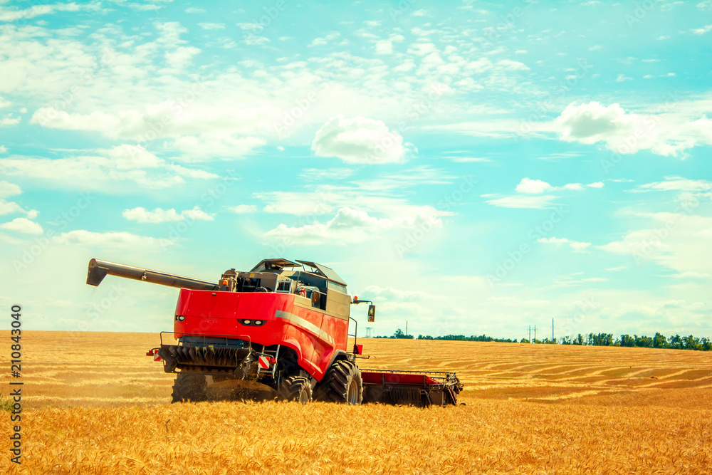 Fototapeta premium harvester harvests wheat on field