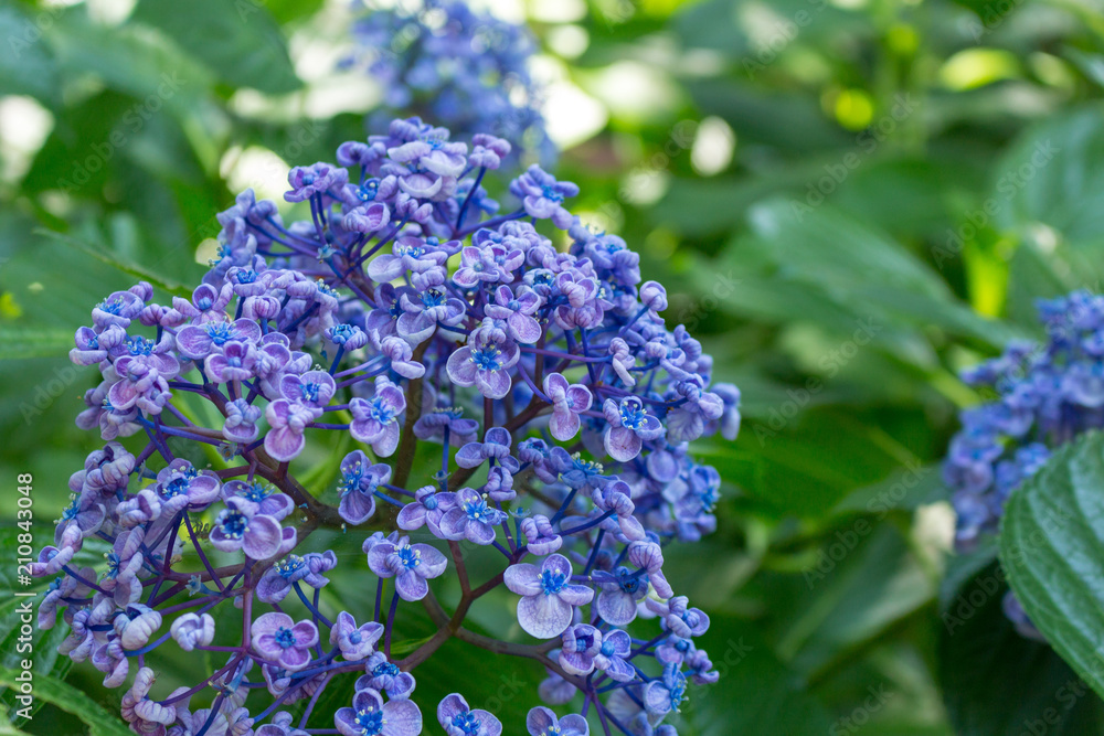 Hydrangea flower.Shot in Japan.close-up.People are not shown. Hydrangea flower.Shot in Japan.close-up.People are not shown.