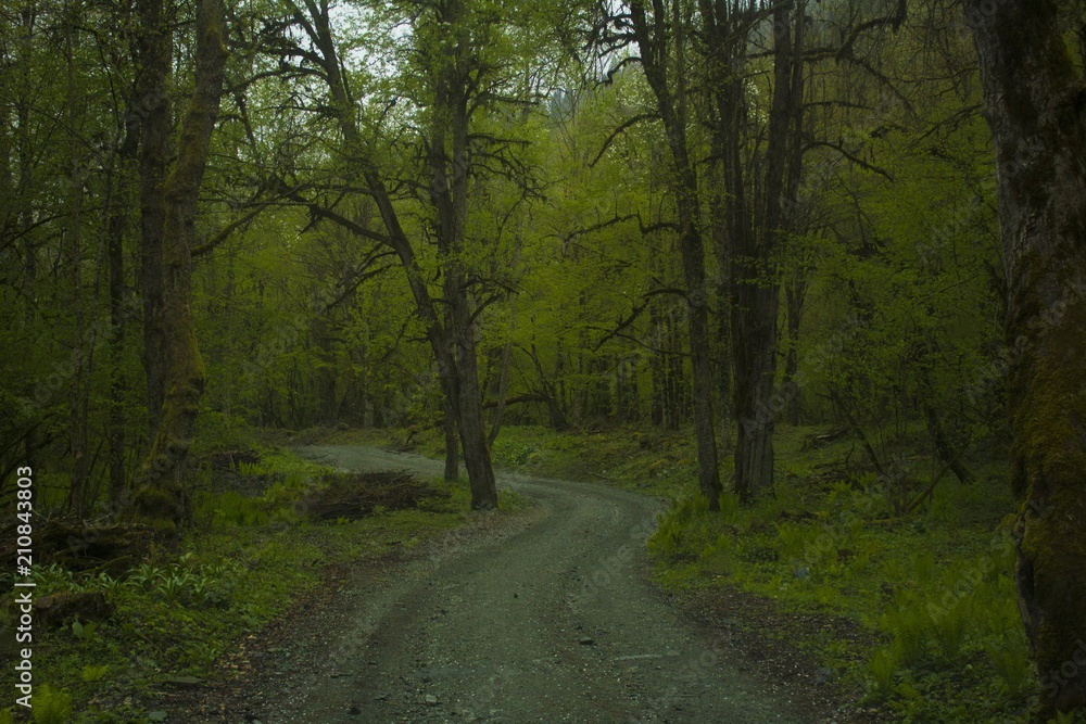 Naklejka premium Forest road