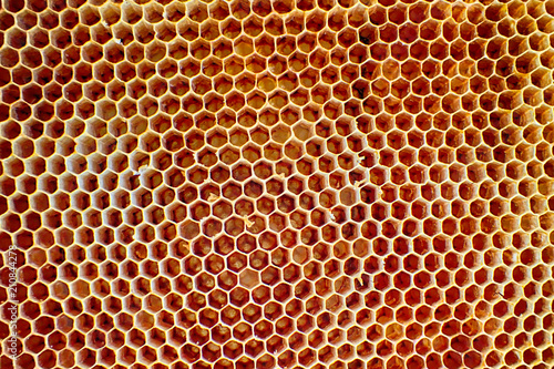 empty wax bee texture