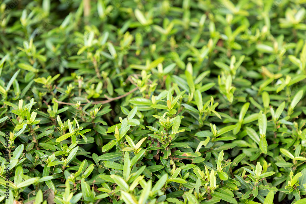 green grass pattern outdoor texture and background green grass pattern outdoor texture and background