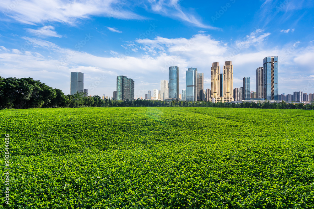 Fototapeta premium green lawn with city skyline