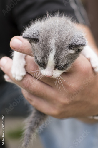 A kitten slick in a man's hand.