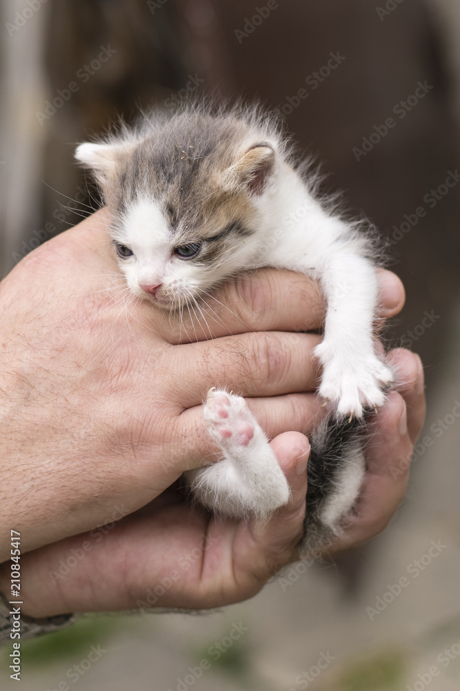 A kitten slick in a man's hand. A kitten slick in a man's hand.