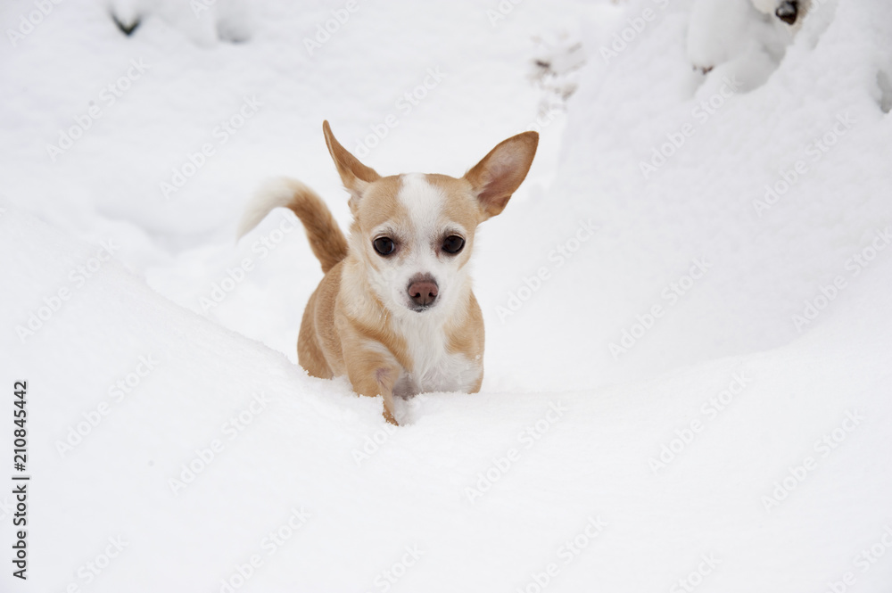 Chihuahua in the snow in Connecticut