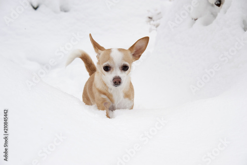 Chihuahua in the snow in Connecticut