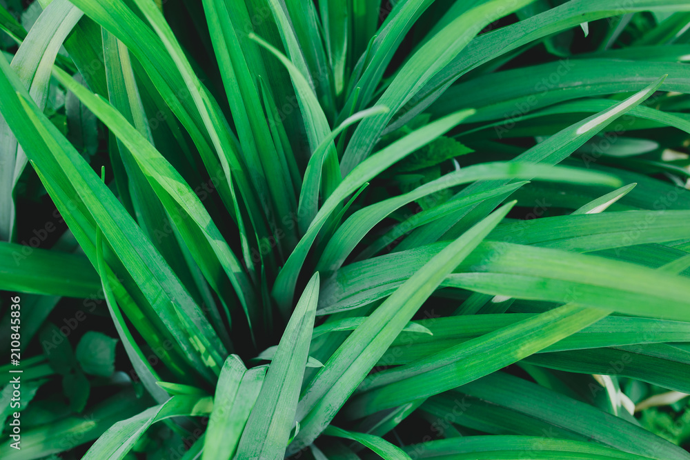 Green leaves outside in the yard. Natural rustic background and natural texture. Plants in the sun lights outdoors. Green leaves outside in the yard. Natural rustic background and natural texture. Plants in the sun lights outdoors.