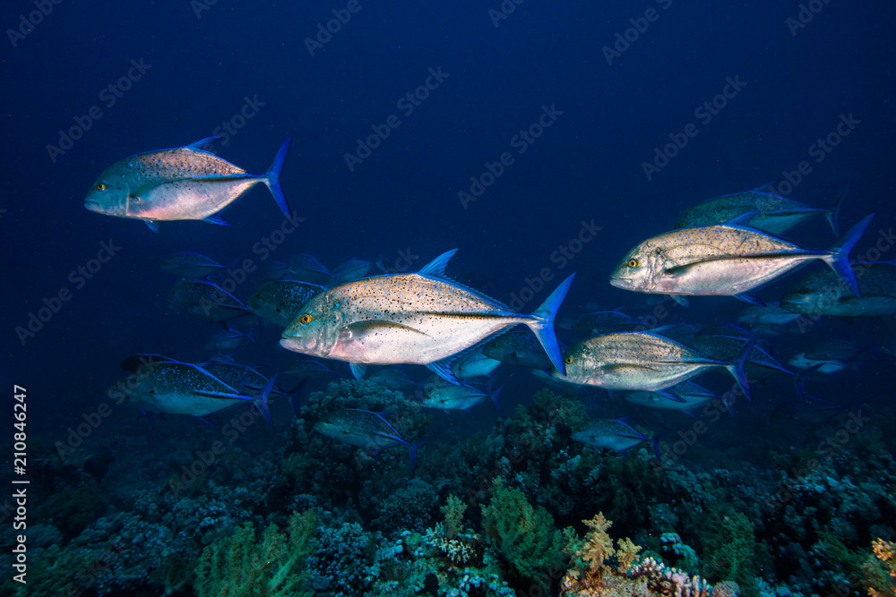 Fototapeta premium A few large Bluefin trevally fish (Caranx melampygus) swimming over the reef. Silver body with blue fins.