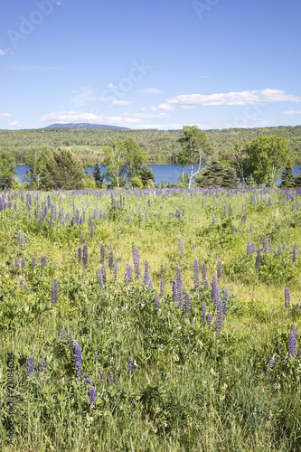 Summer Field with Lupines, Maine photo