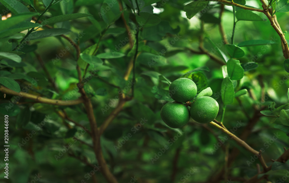 Green limes on a tree. Lime is Species same type citrus fruit and Lemon, containing Citric Acid (AHA : Alpha Hydroxy Acids) juice. Limes are excellent source of vitamin C.