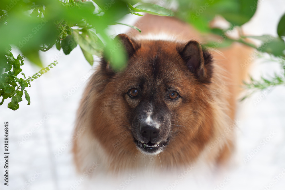 what is the breed of thai bangkaew dog