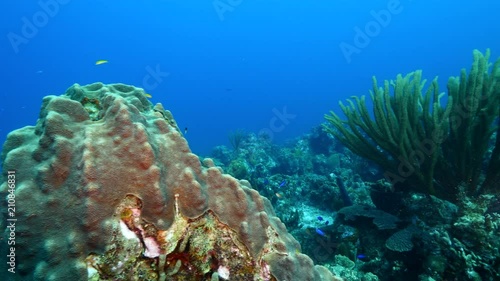 Wallpaper Mural Seascape of coral reef / Caribbean Sea / Curacao with various hard and soft corals, sponges and sea fan Torontodigital.ca