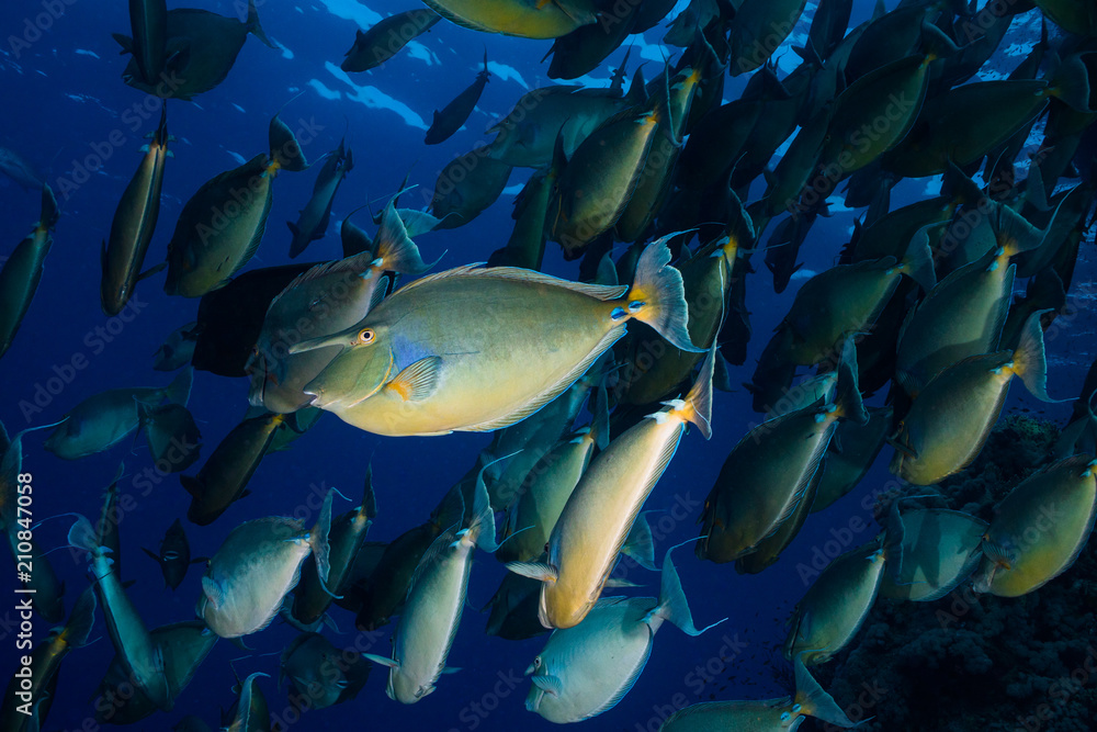 Fototapeta premium A school of Bluespine unicornfish (Naso unicornis) swimming away with one fish turned towards the camera.