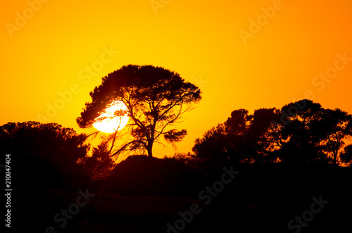 Big African tree silhouette