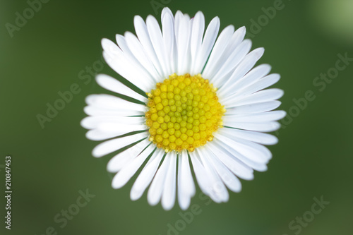 Daisy Flower