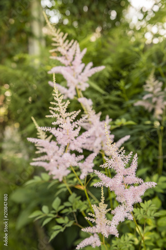 Aruncus - pink flower outdoors in nature.